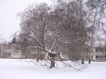 Katalpa, vzadu 2.-4. pavilon